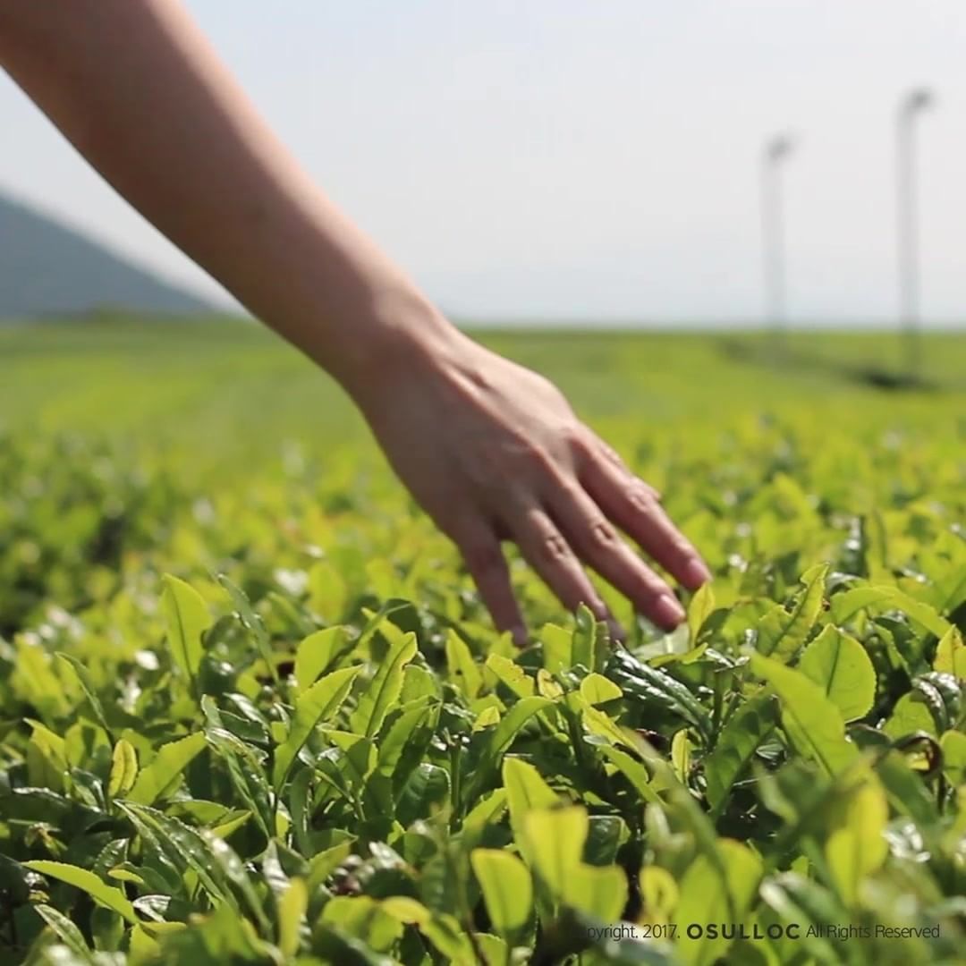 꿈만같던 햇차페스티벌에서의 여유가 그리운 오늘. 오늘 밤에는 제주도의 오설록 녹차밭을 거니는 꿈을 꾸고 싶어요 :)